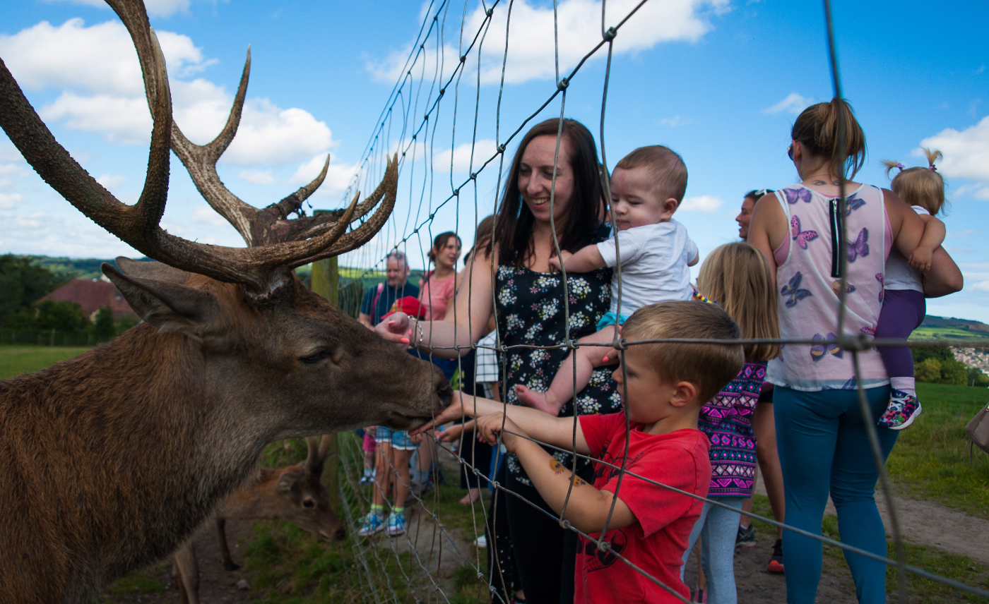 Children feeding deer at a farm park near Dundonald